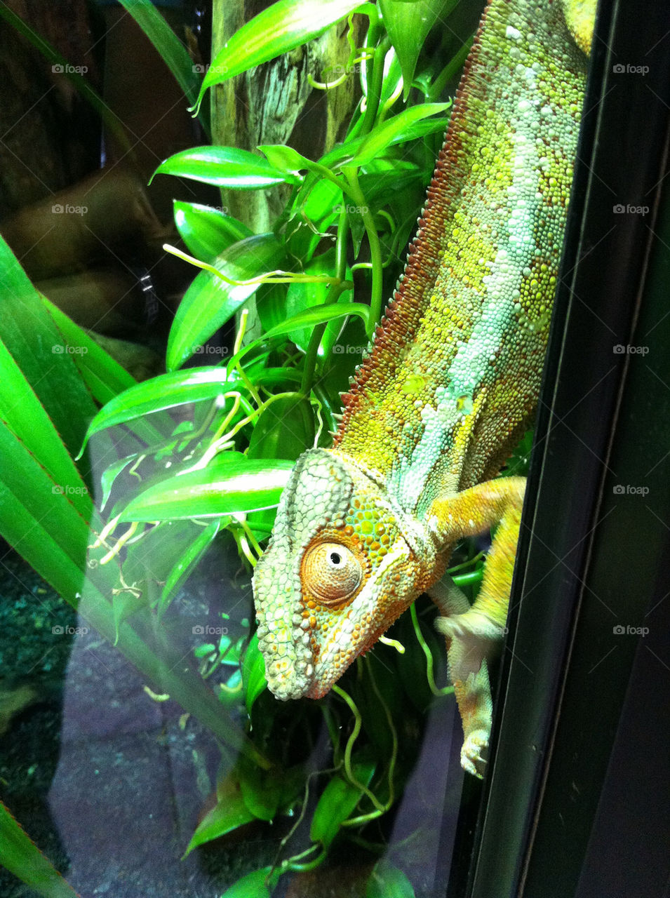 chameleon green reptile by geekz