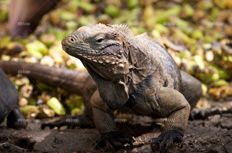 nature animal lizard iguana by vfritts