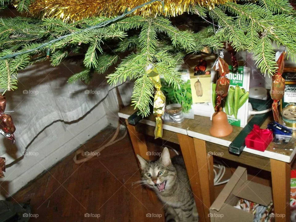 Singer cat
