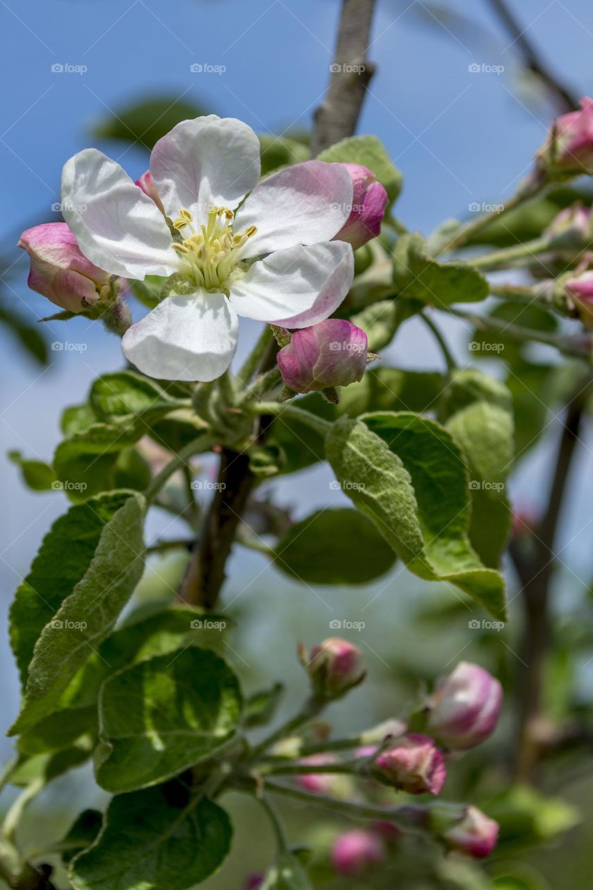 Blooming apple tree.