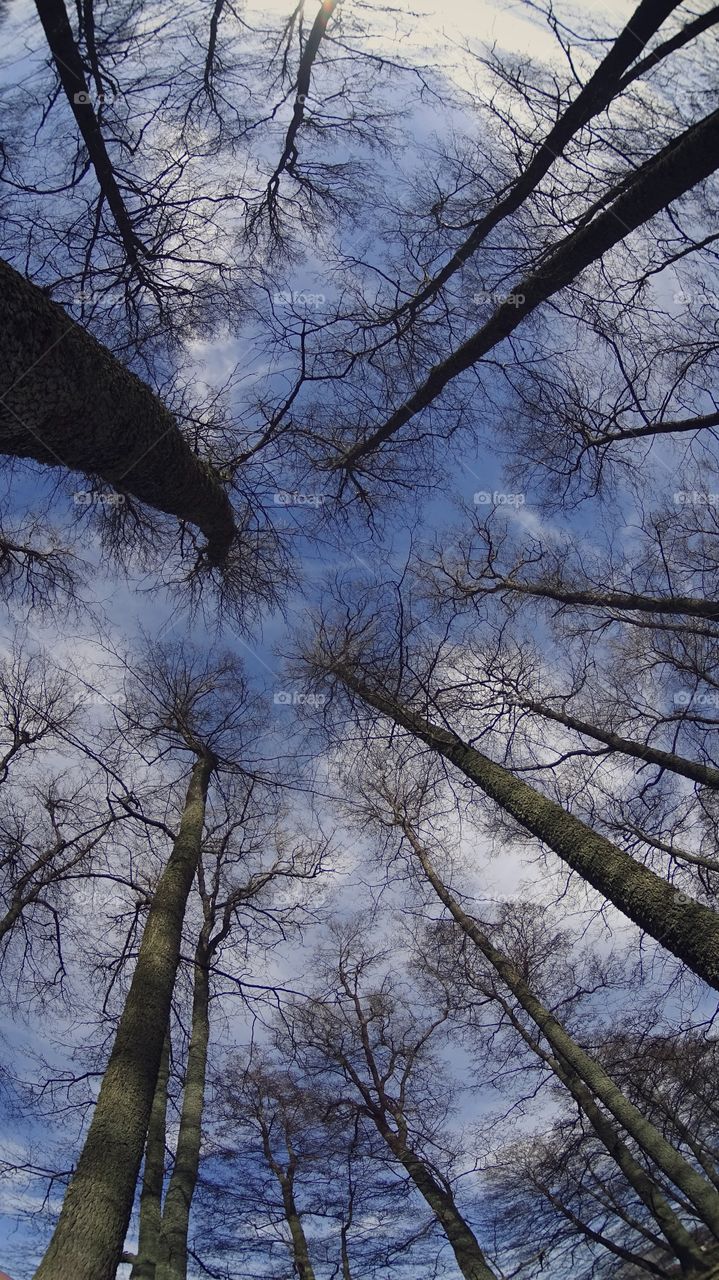 Sky above leafless trees