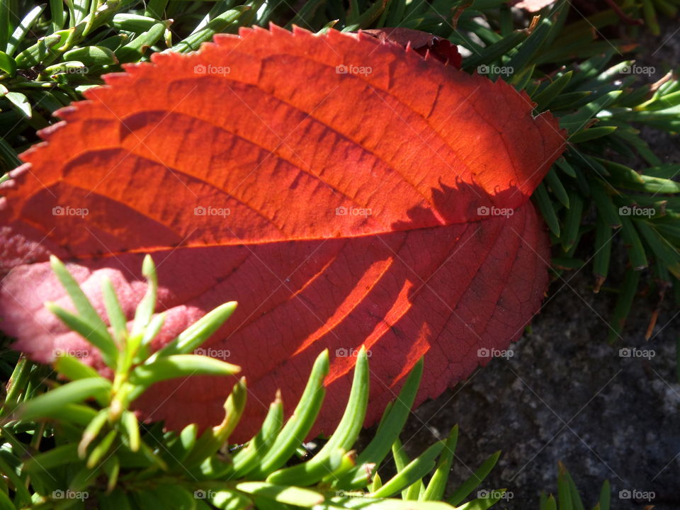 Red Color Story
by Getty Images Mission