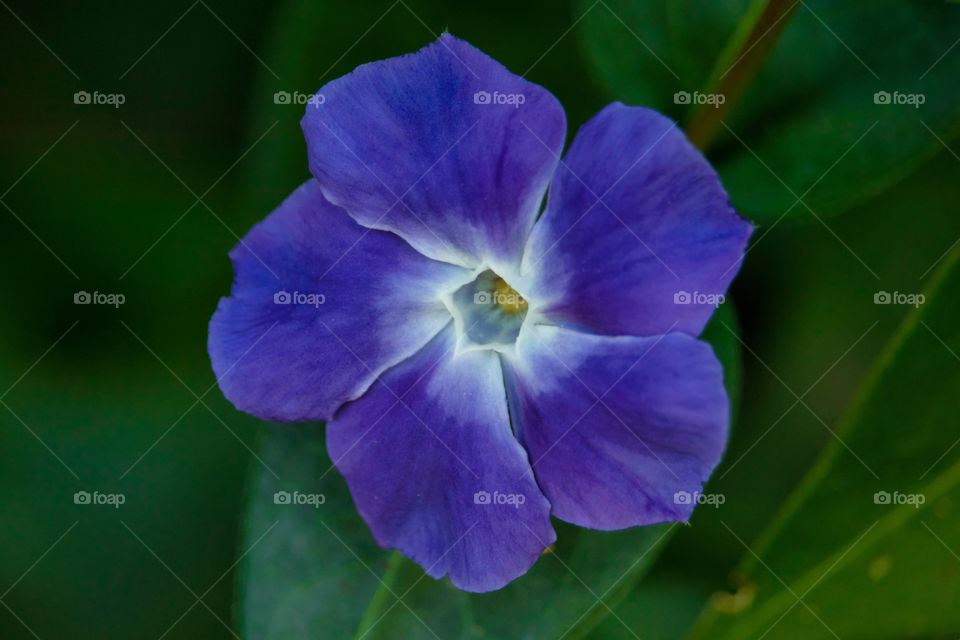 Periwinkle flower close up