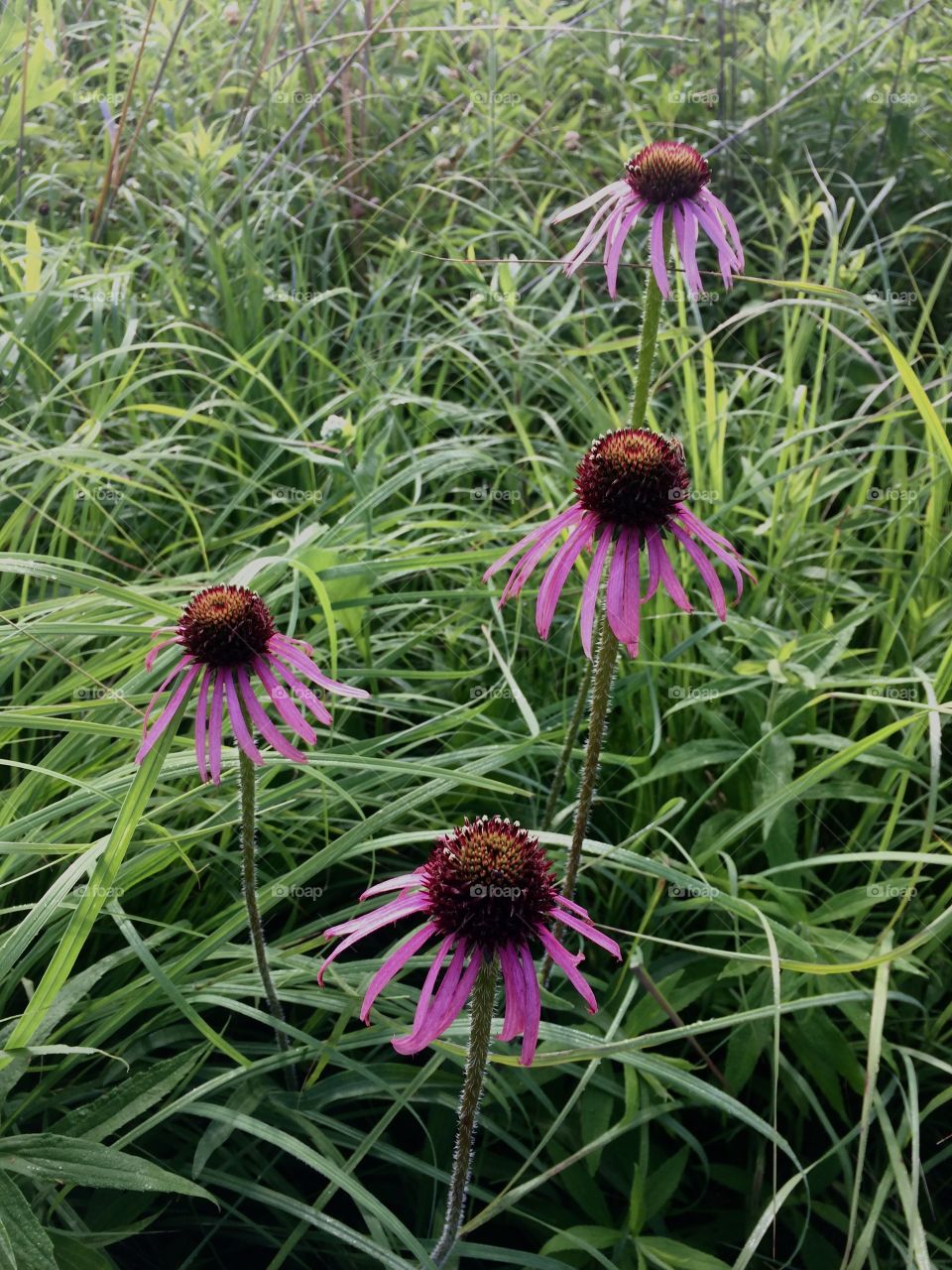 Echinacea 