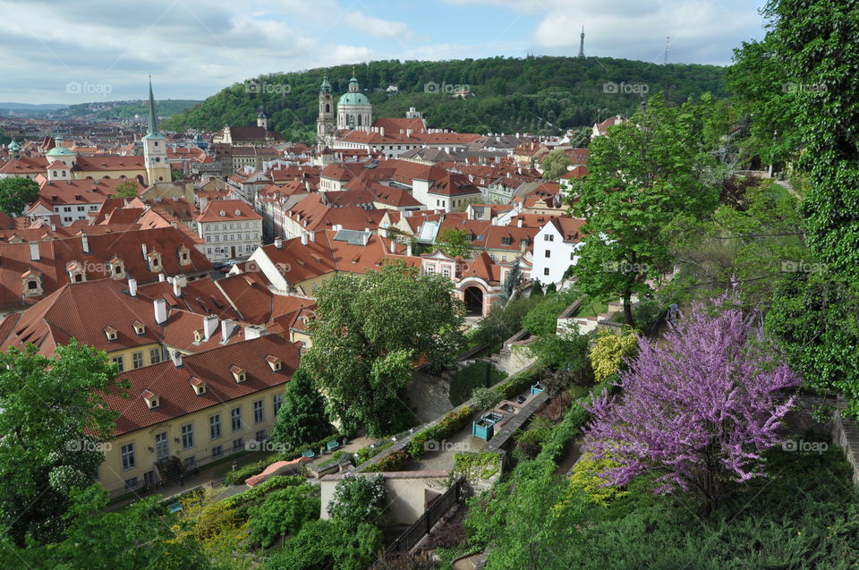 Prague view and blossom tree 