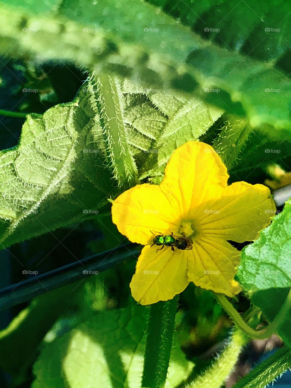 Bee on a cucumber blossom 
