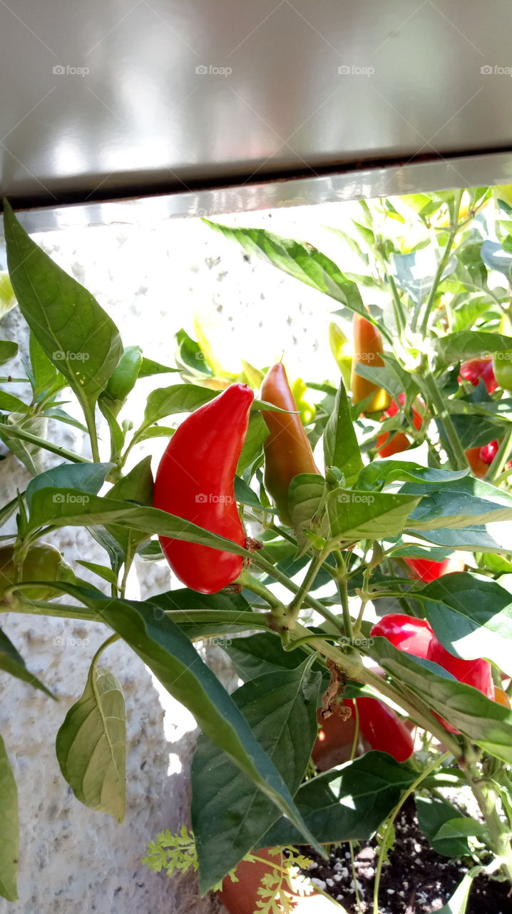 chilli