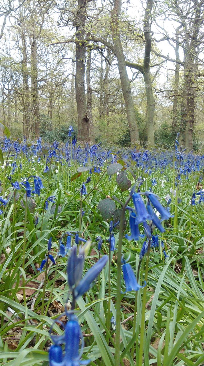Bluebell walk