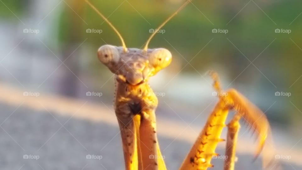 praying mantis up close and personal