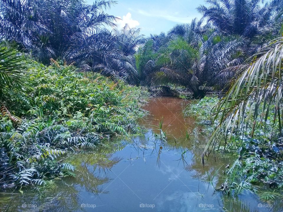 Planting oil palm trees in wetlands as an effort to turn them into productive land