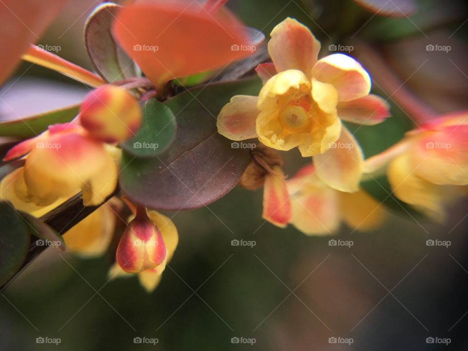 Hedge blossom