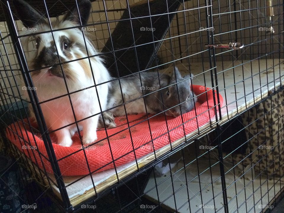 Lion head and jersey Woolley 