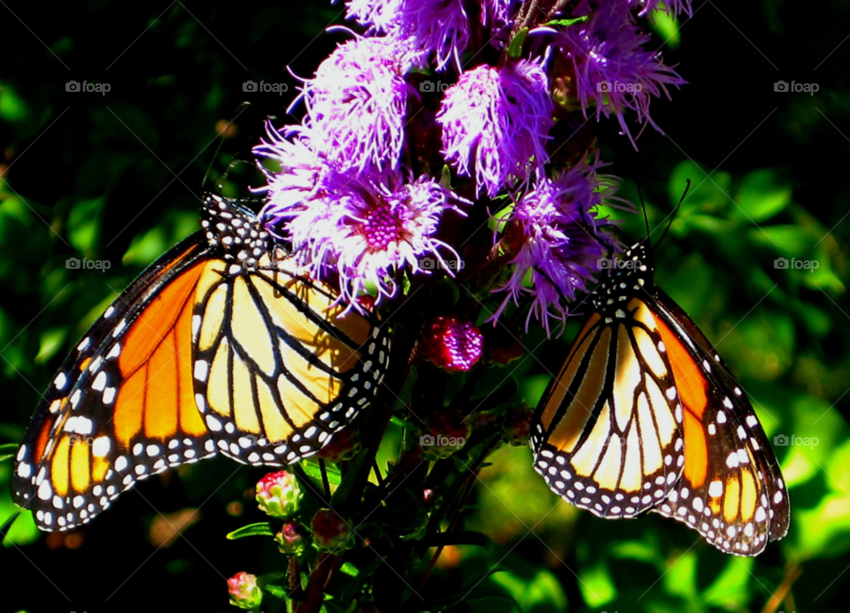 flowers nature butterfly colorful by wme