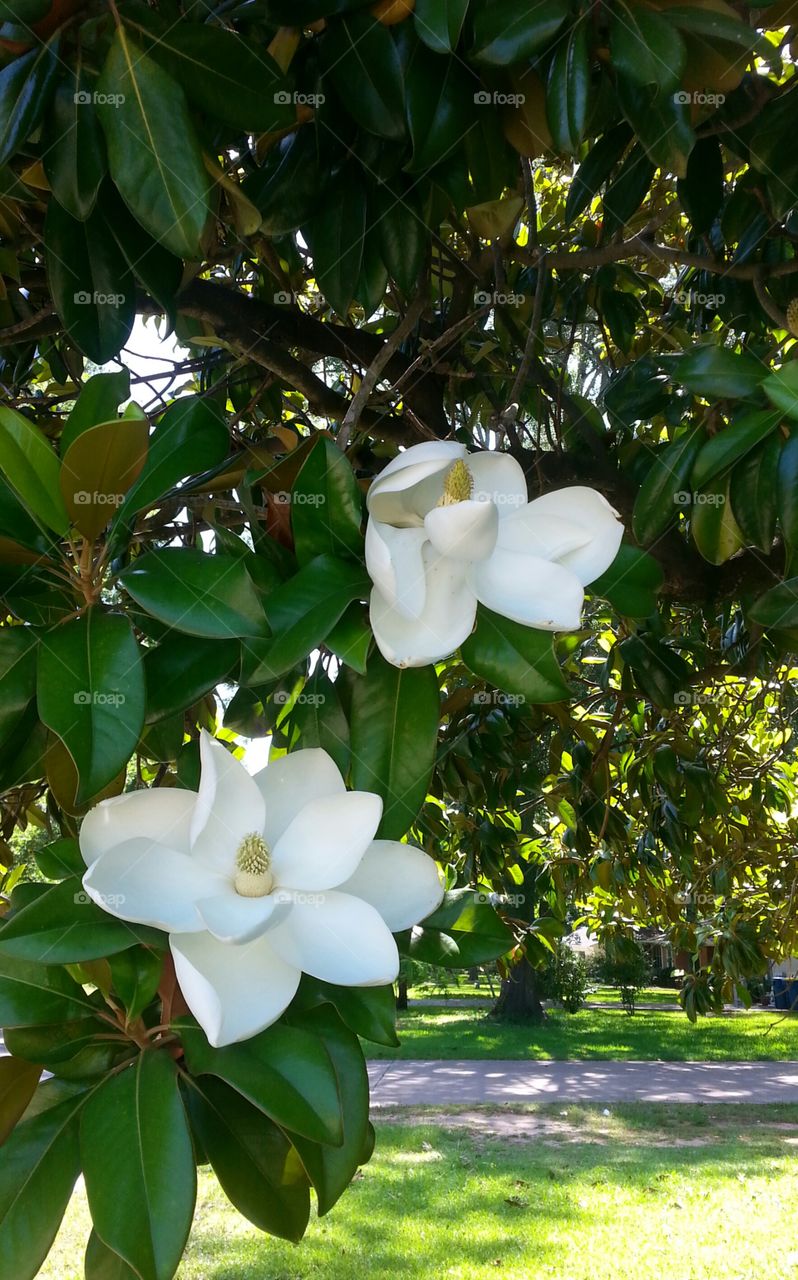 Magnolia