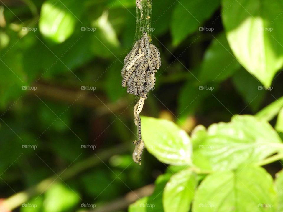A group of caterpillars in a tree 