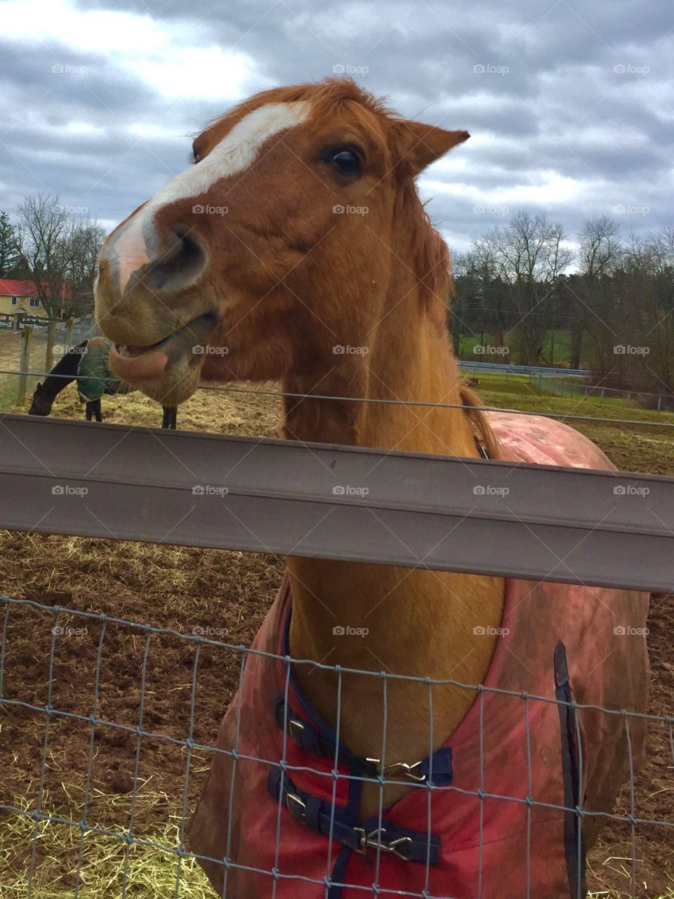 A Horse's Hello