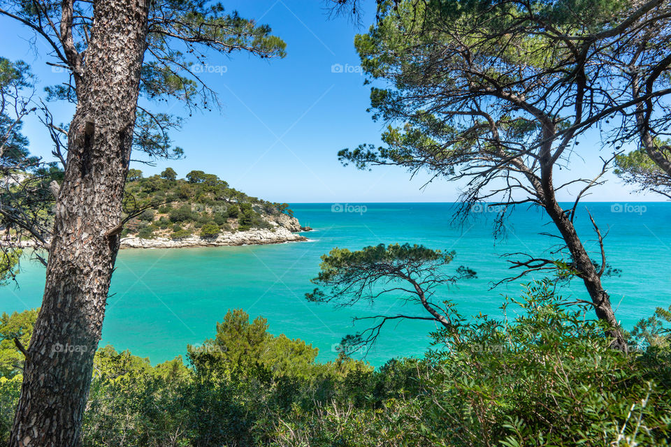 beautiful view of the ocean, pines and water