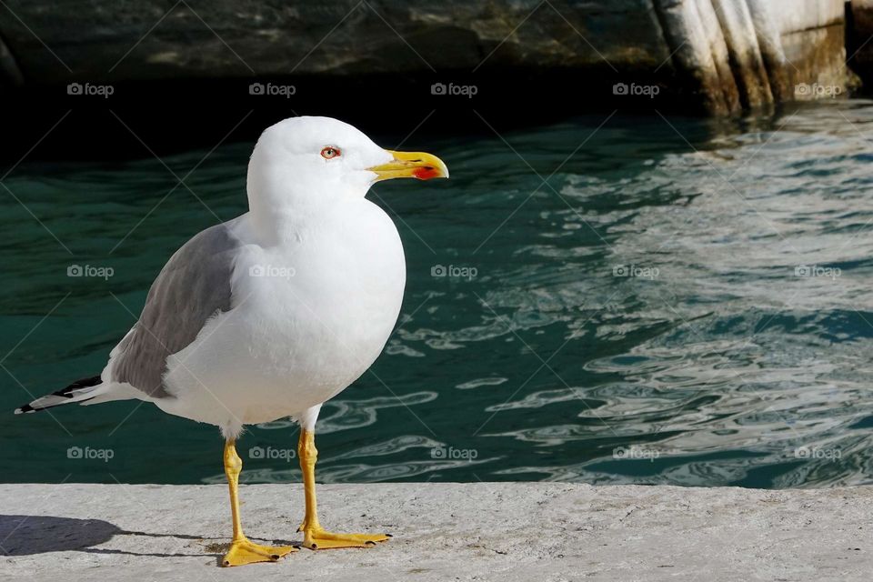 Seagull