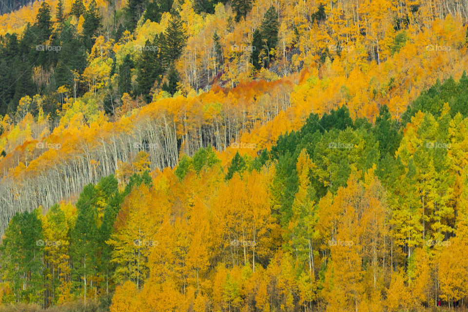 Colorful aspen trees 