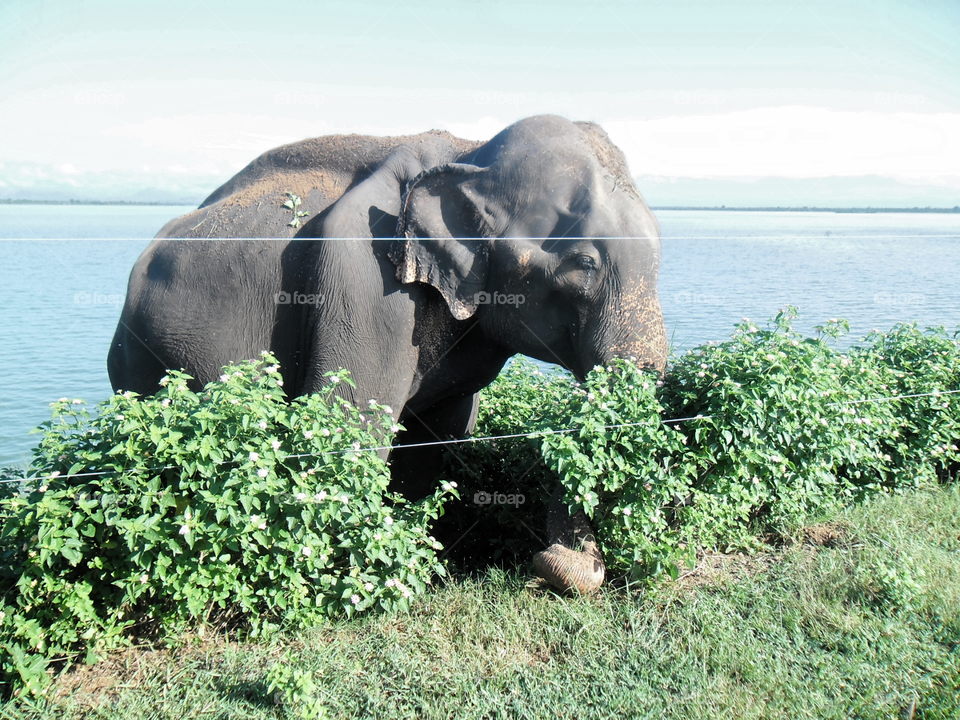 Wild Elephant near the main road swimming the lake, looking for food... Udawalava national park Sri Lanka.