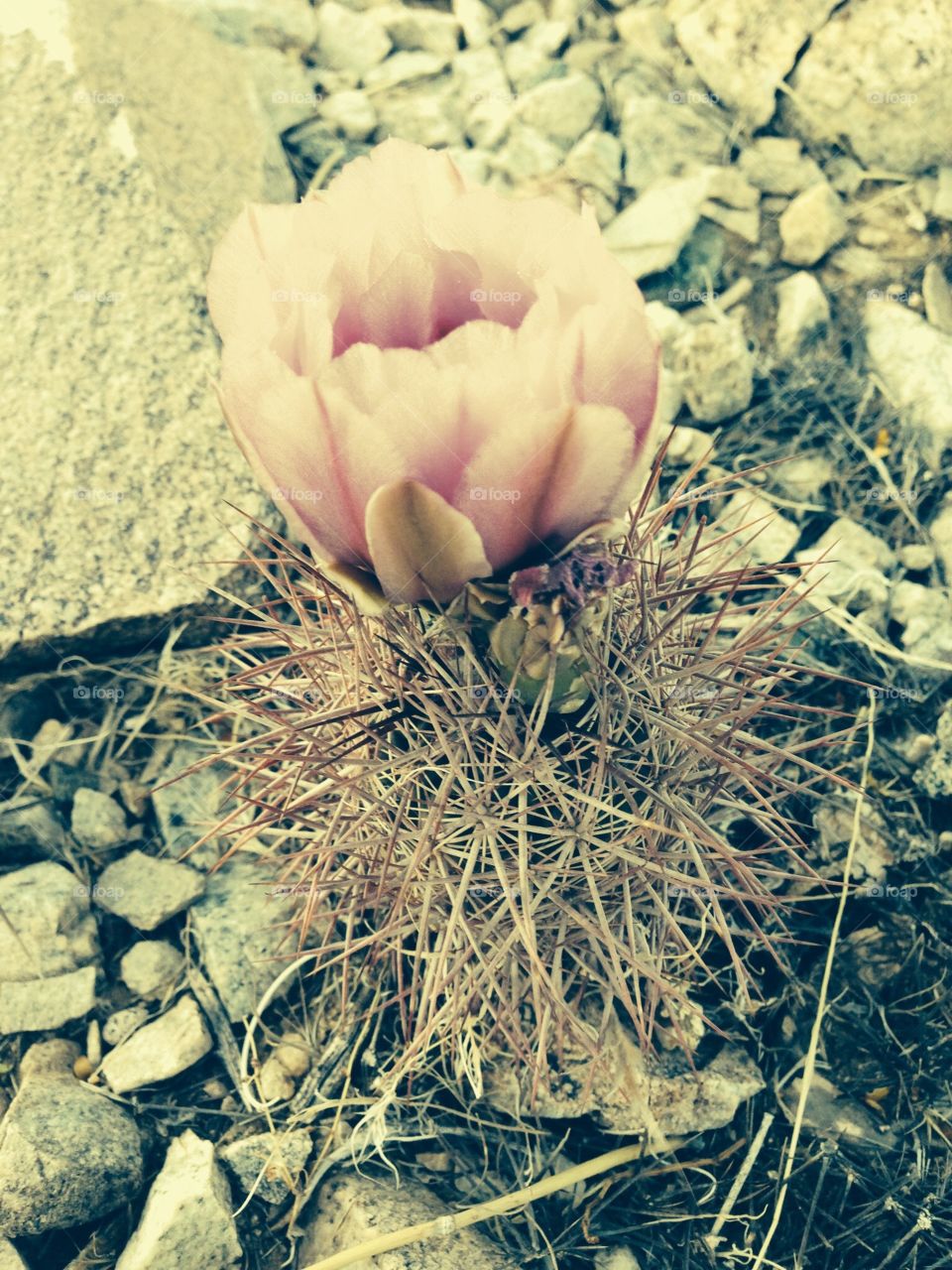 Barren Beauty. Cactus Flower
