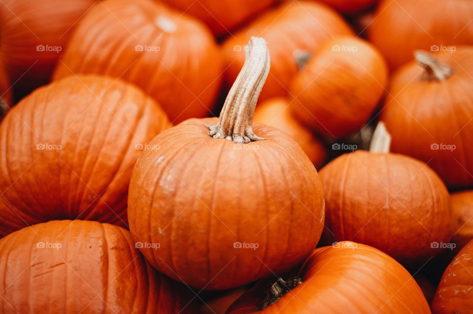 Autumn harvest of ripe pumpkins on a farm