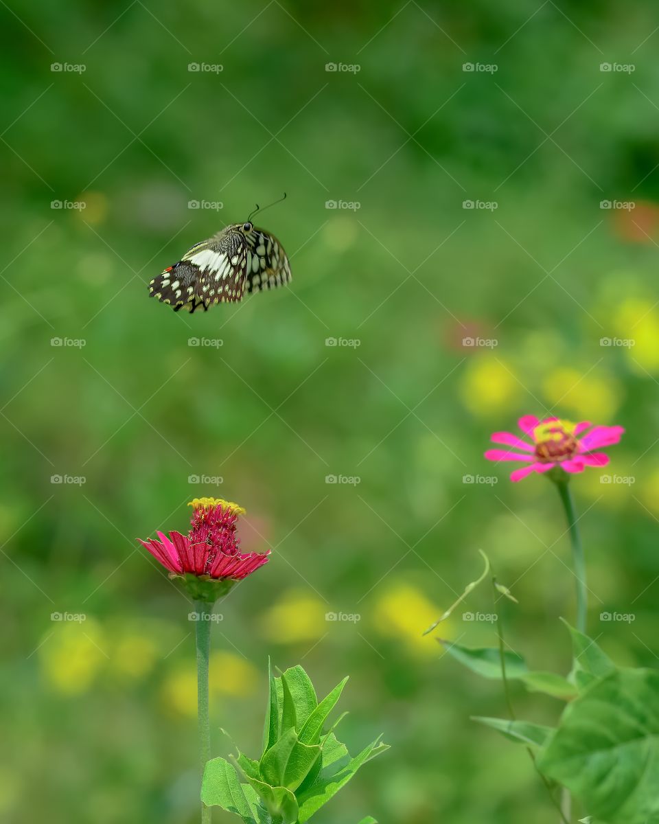 butterfly and fllowers