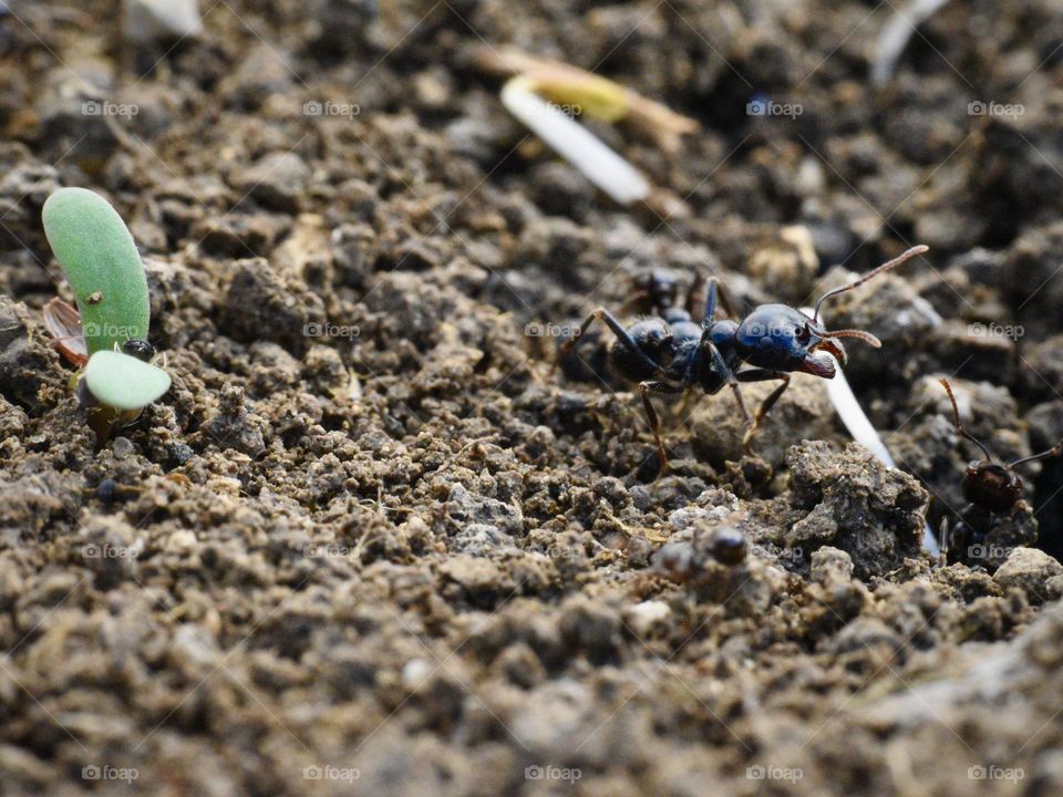 Ant photo from the ground in spring 