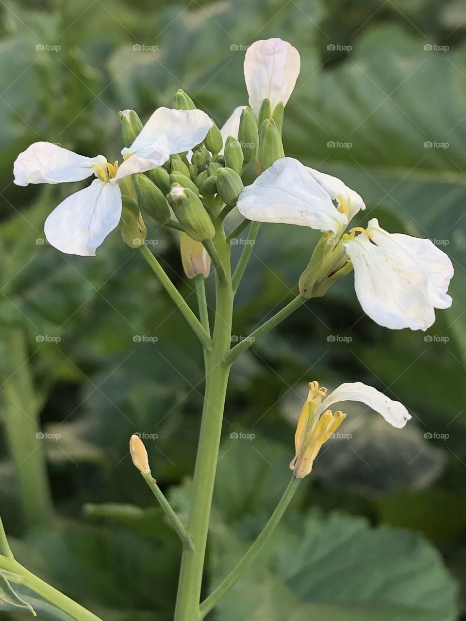 White colour flower