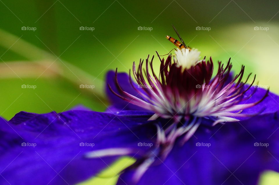 Bee on pollen