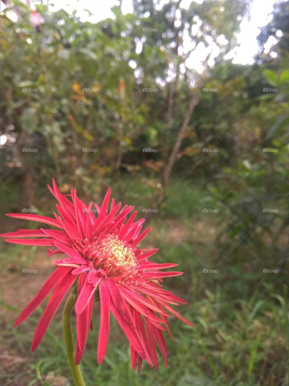 red unknown flower