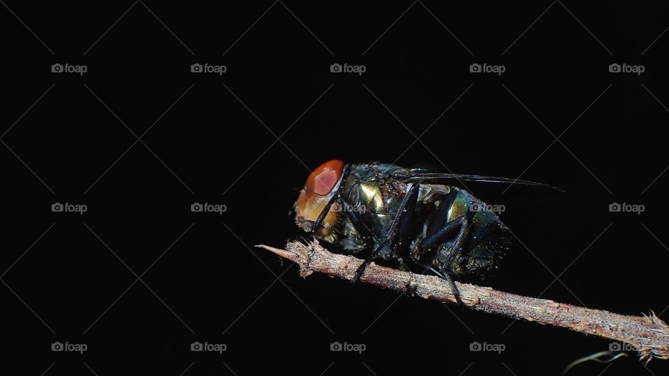 Night macro shot of a fly isolated on black background