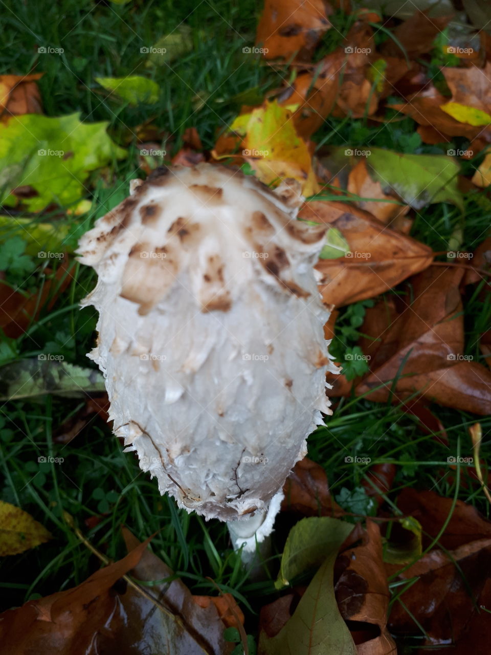 Tall Toadstool