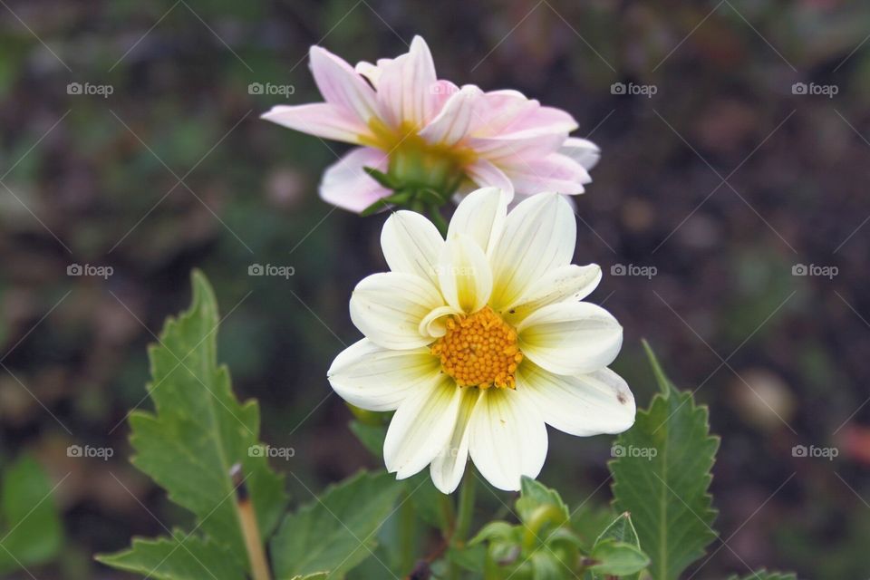 White and pink Dahlia 