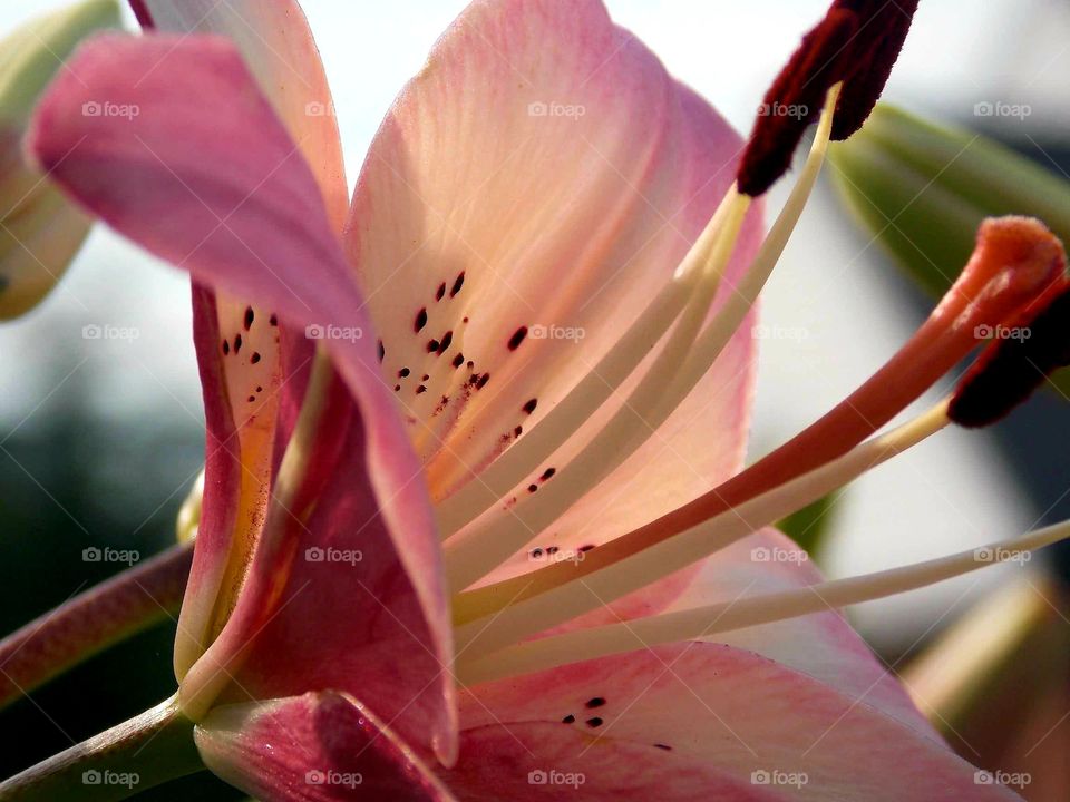 A Daylily or a Tigerlily