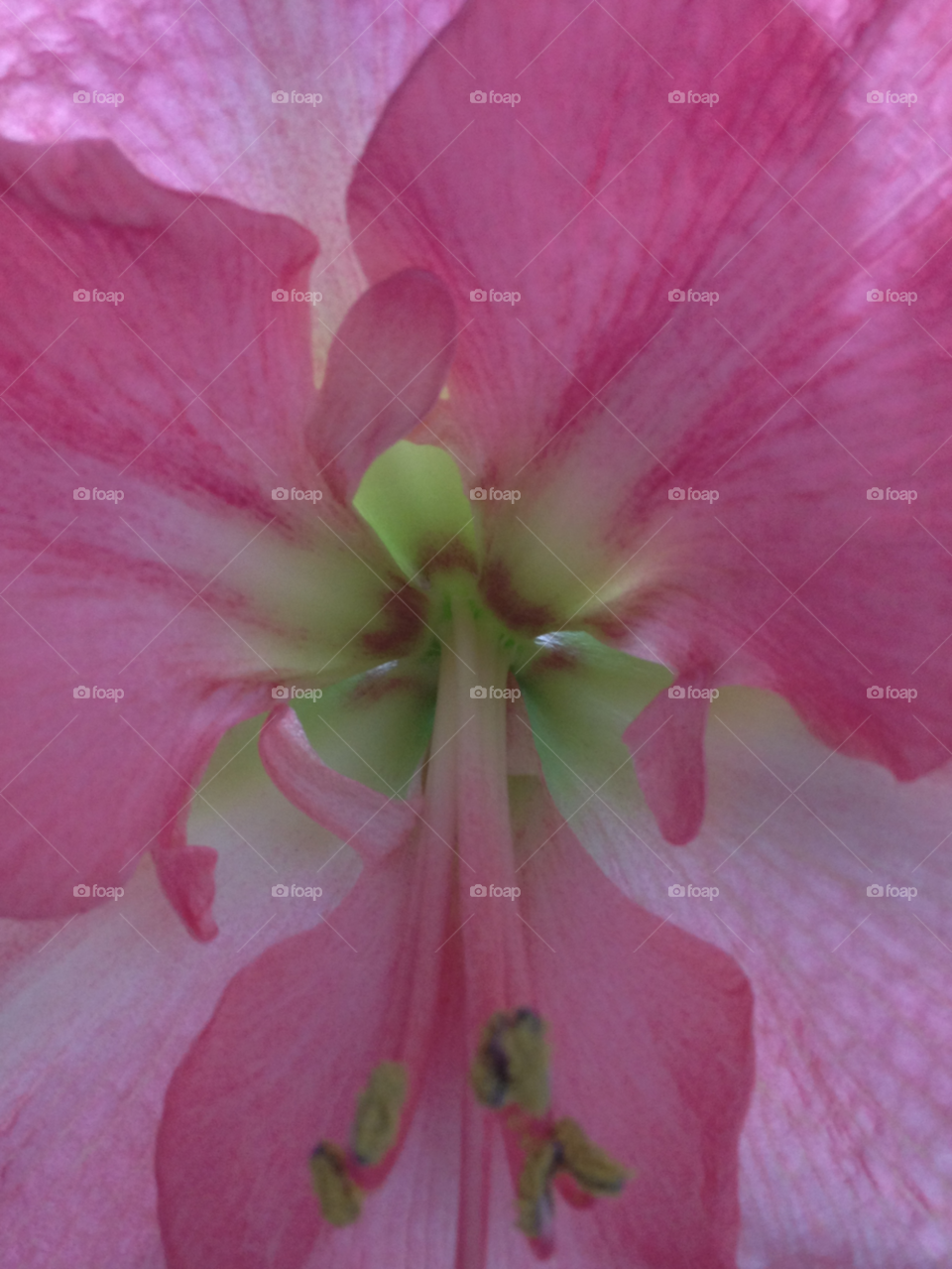 pink flower christmas blad by cabday