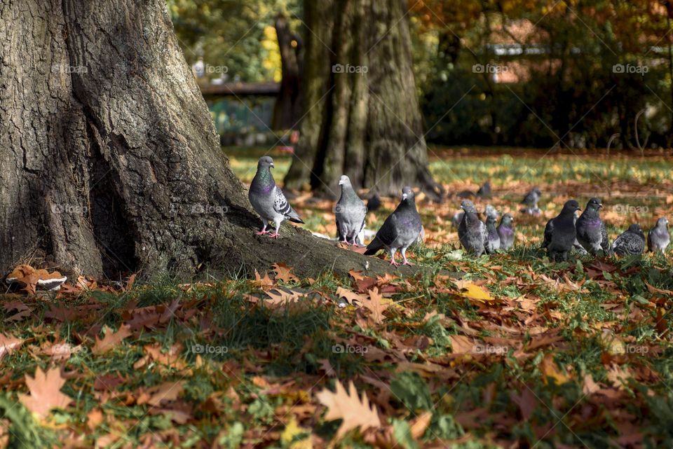 A flock of pigeons in the autumn park.  Scene from the life of birds.