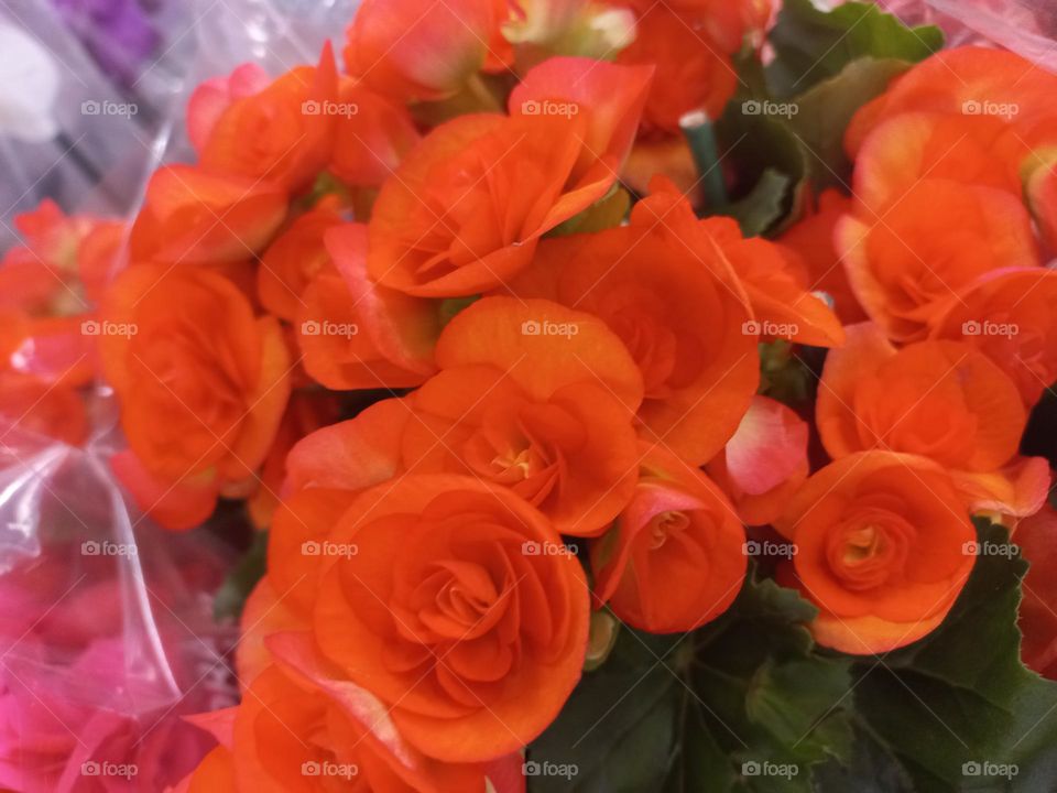 A Begônia  é um gênero de planta com muitas espécies  e, variedades híbridas, muito utilizada no paisagismo,  plantada em grupos, para decoração  de jardins em composição  com outras plantas