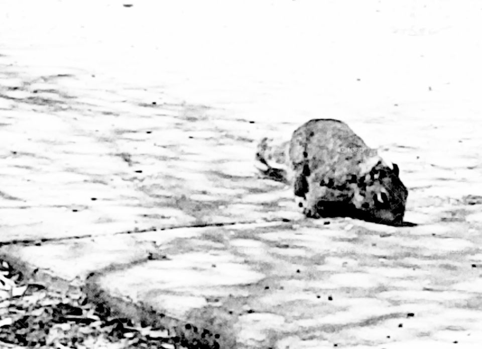Desert squirrel looking for food on park sidewalk