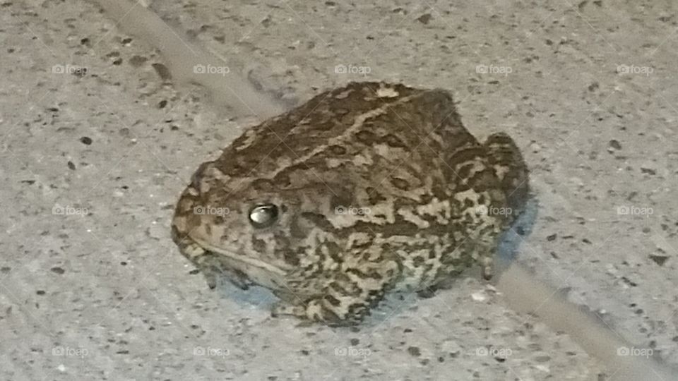 Large Toad
