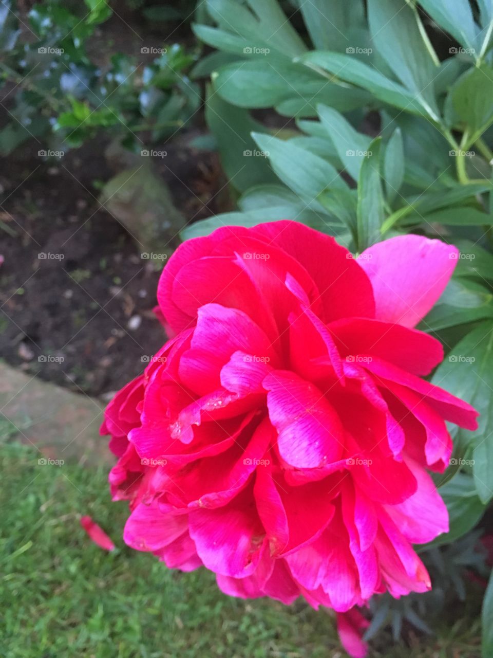 Close up view of vibrant pink and peony flower in the garden in summer 