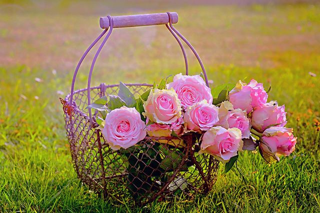 ROSE FLOWERS NATURE NATURAL NATUR NATURAL