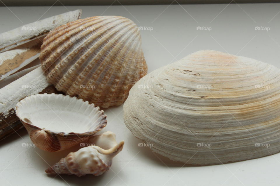 Close-up of seashells