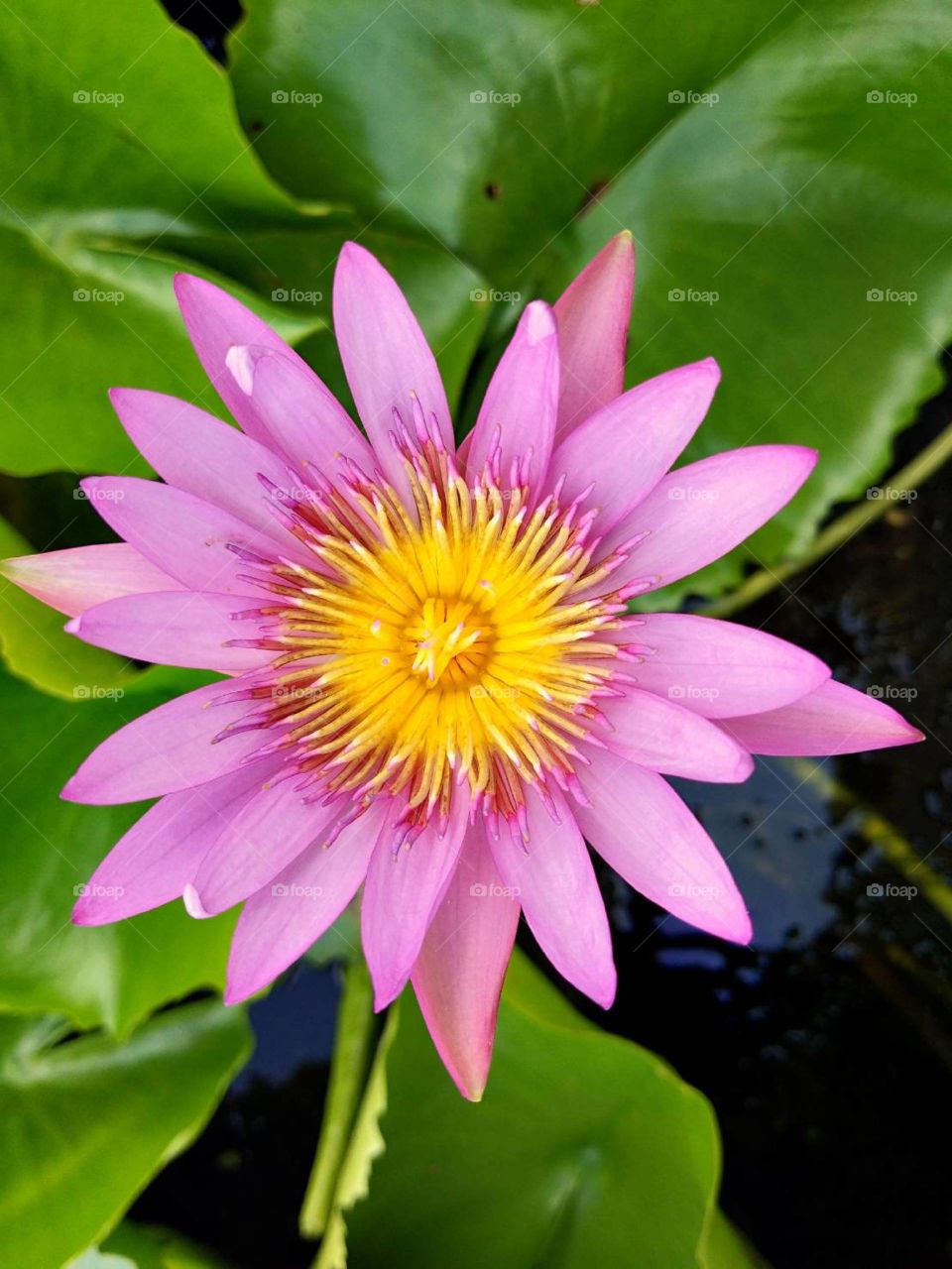 pink lotus in the pond.