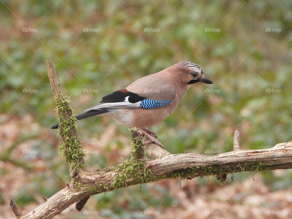 A Jay on a branch 