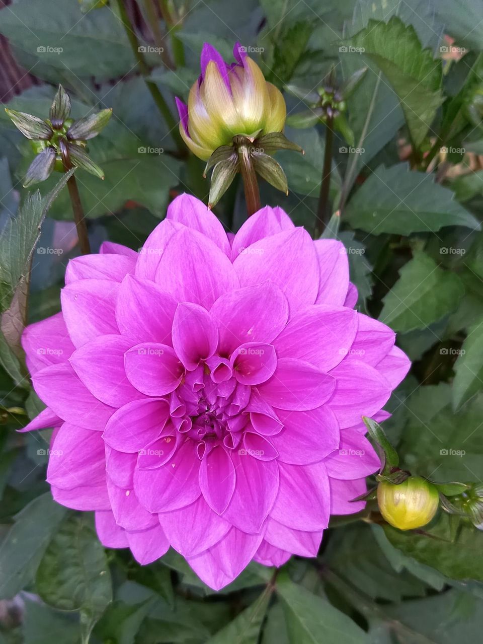 Compuesta colores complementarios