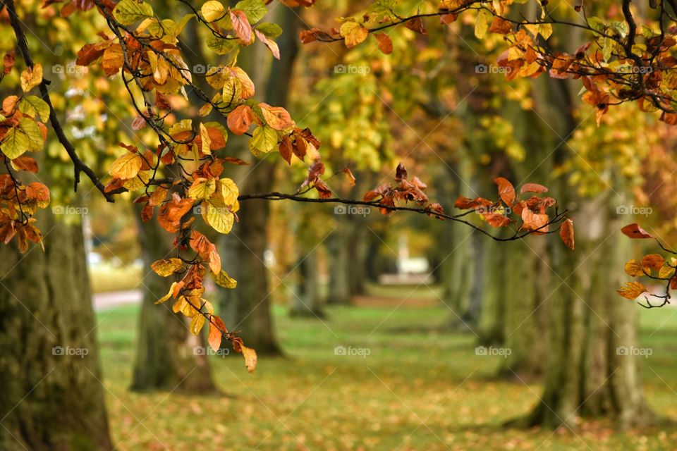 Fall, Leaf, Nature, Tree, No Person