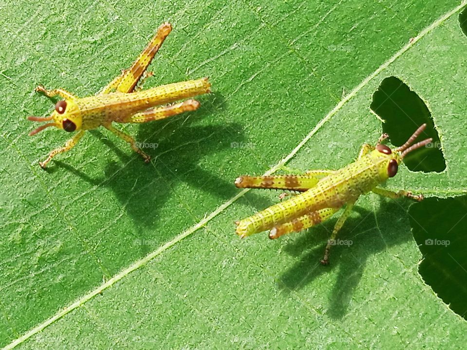 Two little grasshoppers on the leaf.