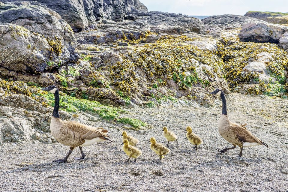 Canada Geese mom and dad leading their goslings on the seashore 