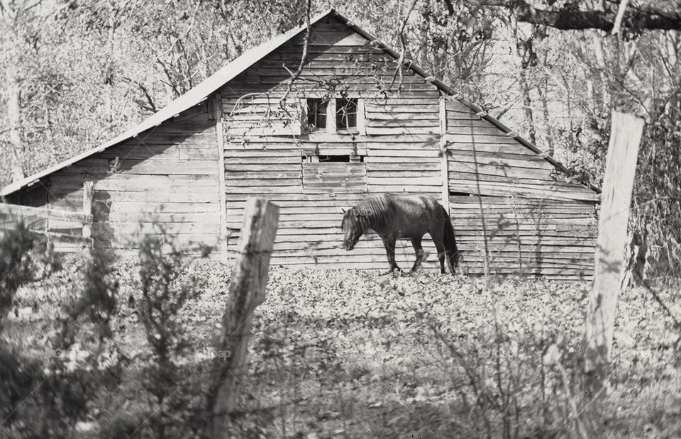 Barn With Horse